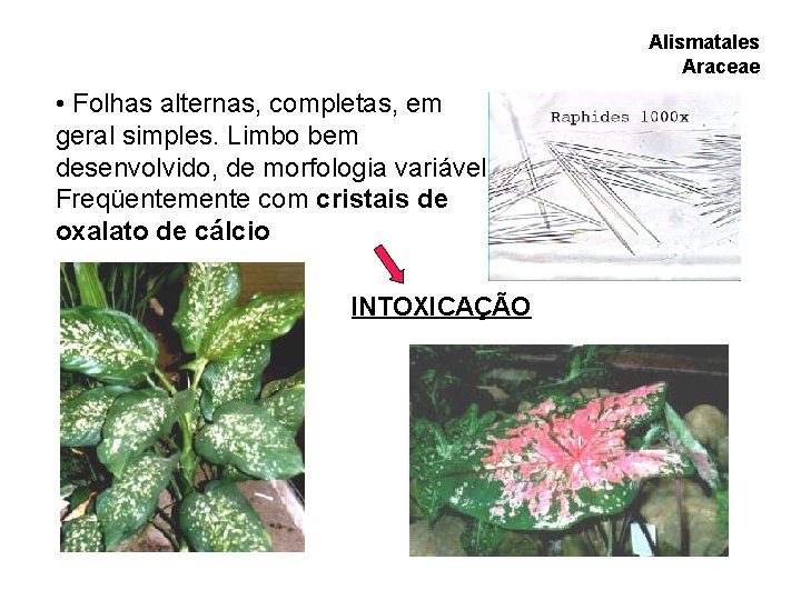 Alismatales Araceae • Folhas alternas, completas, em geral simples. Limbo bem desenvolvido, de morfologia Alismatales Araceae • Folhas alternas, completas, em geral simples. Limbo bem desenvolvido, de morfologia