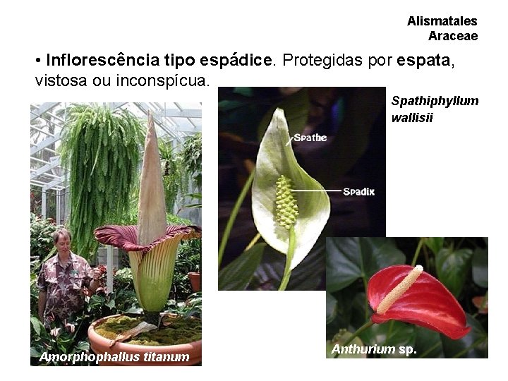 Alismatales Araceae • Inflorescência tipo espádice. Protegidas por espata, vistosa ou inconspícua. Spathiphyllum wallisii Alismatales Araceae • Inflorescência tipo espádice. Protegidas por espata, vistosa ou inconspícua. Spathiphyllum wallisii