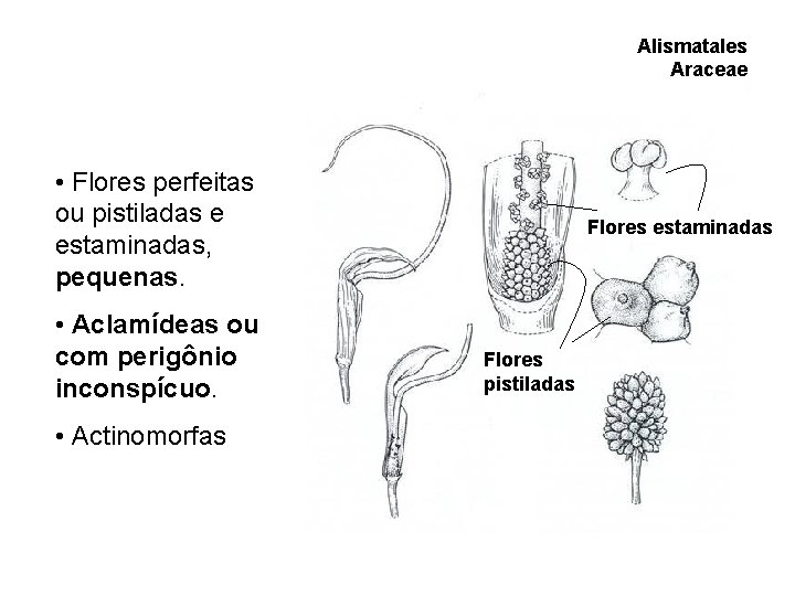 Alismatales Araceae • Flores perfeitas ou pistiladas e estaminadas, pequenas. • Aclamídeas ou com Alismatales Araceae • Flores perfeitas ou pistiladas e estaminadas, pequenas. • Aclamídeas ou com