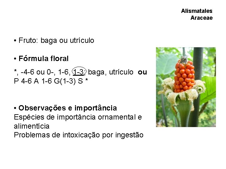 Alismatales Araceae • Fruto: baga ou utrículo • Fórmula floral *, -4 -6 ou Alismatales Araceae • Fruto: baga ou utrículo • Fórmula floral *, -4 -6 ou