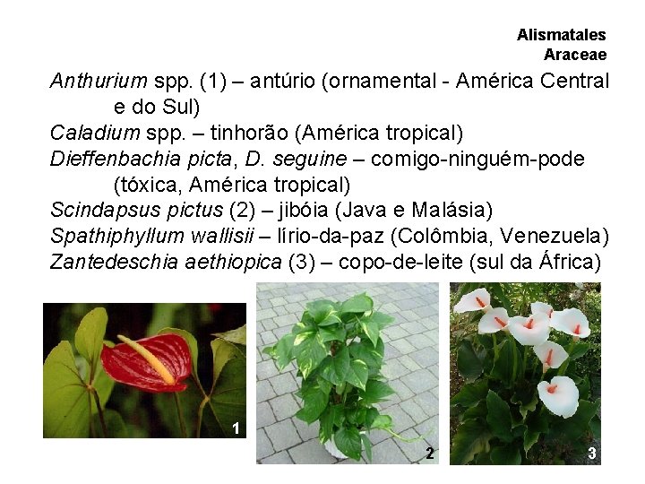 Alismatales Araceae Anthurium spp. (1) – antúrio (ornamental - América Central e do Sul) Alismatales Araceae Anthurium spp. (1) – antúrio (ornamental - América Central e do Sul)