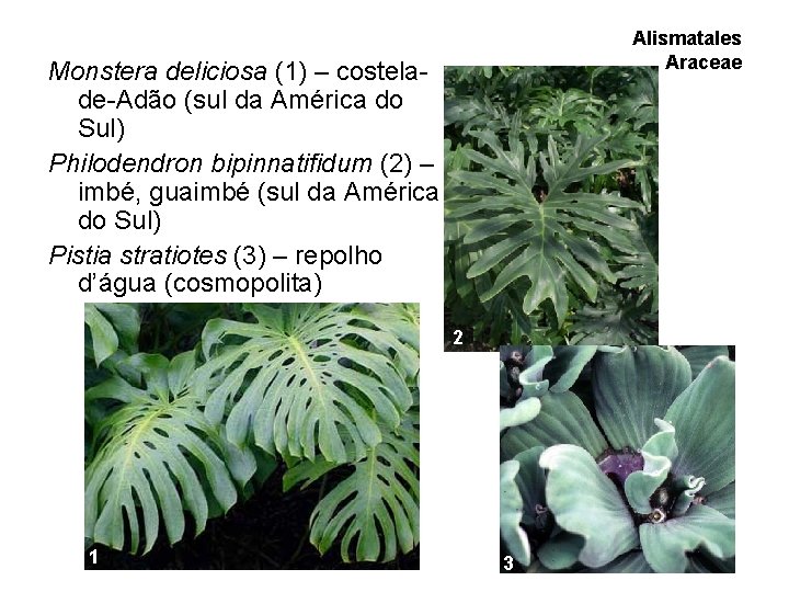 Alismatales Araceae Monstera deliciosa (1) – costelade-Adão (sul da América do Sul) Philodendron bipinnatifidum Alismatales Araceae Monstera deliciosa (1) – costelade-Adão (sul da América do Sul) Philodendron bipinnatifidum
