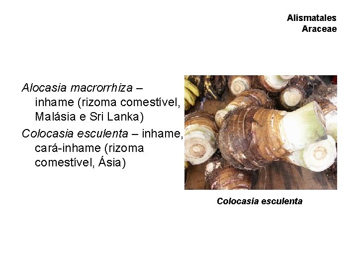 Alismatales Araceae Alocasia macrorrhiza – inhame (rizoma comestível, Malásia e Sri Lanka) Colocasia esculenta Alismatales Araceae Alocasia macrorrhiza – inhame (rizoma comestível, Malásia e Sri Lanka) Colocasia esculenta