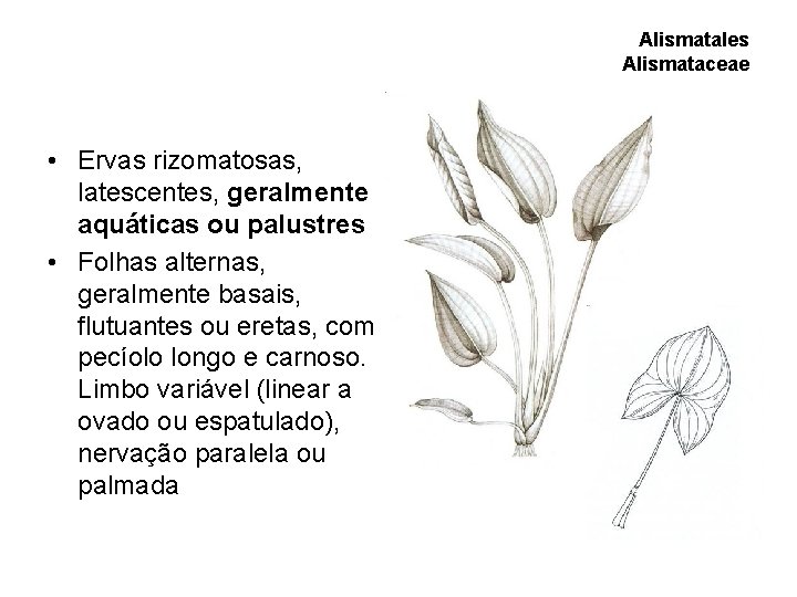 Alismatales Alismataceae • Ervas rizomatosas, latescentes, geralmente aquáticas ou palustres • Folhas alternas, geralmente Alismatales Alismataceae • Ervas rizomatosas, latescentes, geralmente aquáticas ou palustres • Folhas alternas, geralmente