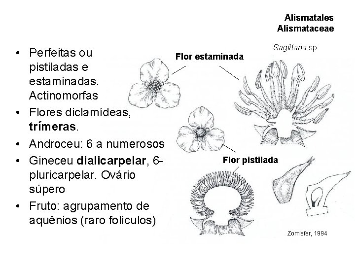 Alismatales Alismataceae • Perfeitas ou pistiladas e estaminadas. Actinomorfas • Flores diclamídeas, trímeras. • Alismatales Alismataceae • Perfeitas ou pistiladas e estaminadas. Actinomorfas • Flores diclamídeas, trímeras. •