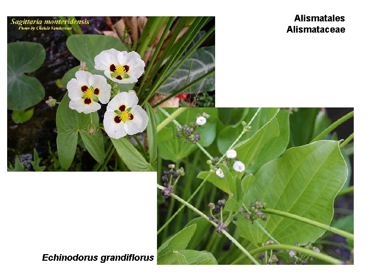 Alismatales Alismataceae Echinodorus grandiflorus Alismatales Alismataceae Echinodorus grandiflorus