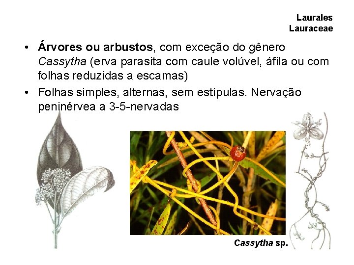 Laurales Lauraceae • Árvores ou arbustos, com exceção do gênero Cassytha (erva parasita com Laurales Lauraceae • Árvores ou arbustos, com exceção do gênero Cassytha (erva parasita com