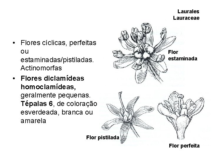 Laurales Lauraceae • Flores cíclicas, perfeitas ou estaminadas/pistiladas. Actinomorfas • Flores diclamídeas homoclamídeas, geralmente Laurales Lauraceae • Flores cíclicas, perfeitas ou estaminadas/pistiladas. Actinomorfas • Flores diclamídeas homoclamídeas, geralmente