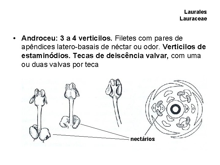 Laurales Lauraceae • Androceu: 3 a 4 verticilos. Filetes com pares de apêndices latero-basais Laurales Lauraceae • Androceu: 3 a 4 verticilos. Filetes com pares de apêndices latero-basais