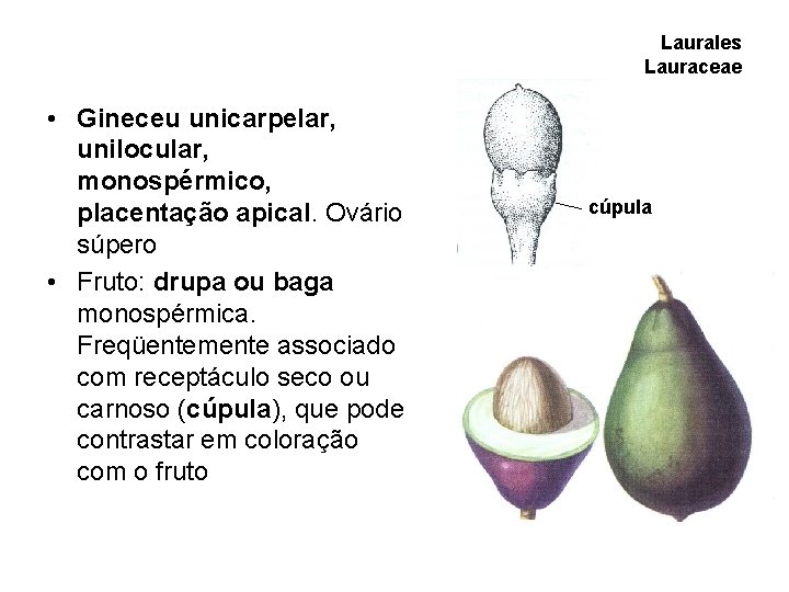 Laurales Lauraceae • Gineceu unicarpelar, unilocular, monospérmico, placentação apical. Ovário súpero • Fruto: drupa Laurales Lauraceae • Gineceu unicarpelar, unilocular, monospérmico, placentação apical. Ovário súpero • Fruto: drupa