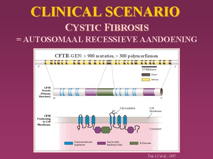 CLINICAL SCENARIO CYSTIC FIBROSIS = AUTOSOMAAL RECESSIEVE AANDOENING CFTR-GEN: > 900 mutaties, > 300