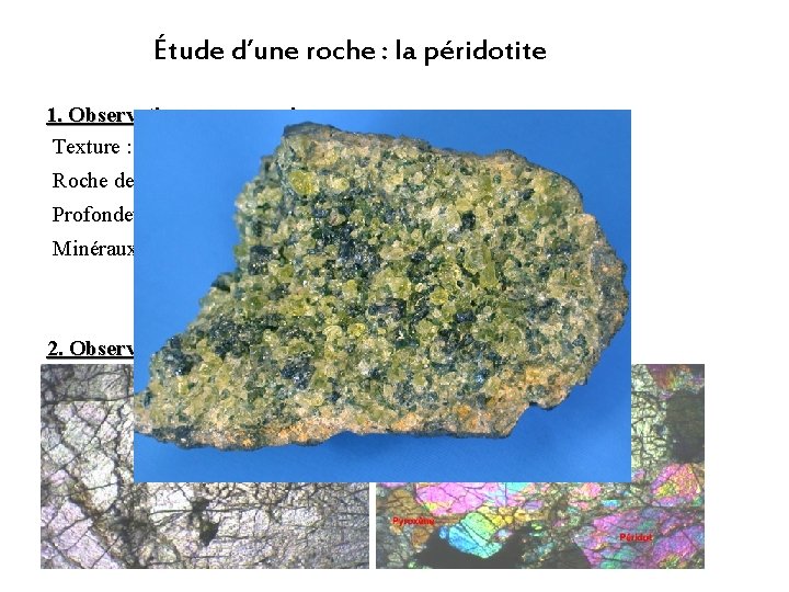 Étude d’une roche : la péridotite 1. Observation macroscopique Texture : Grenue (tous les Étude d’une roche : la péridotite 1. Observation macroscopique Texture : Grenue (tous les