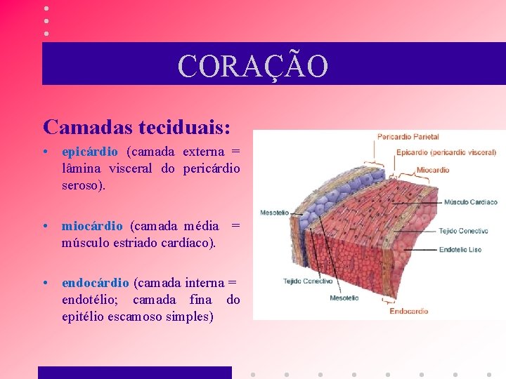 CORAÇÃO Camadas teciduais: • epicárdio (camada externa = lâmina visceral do pericárdio seroso). •