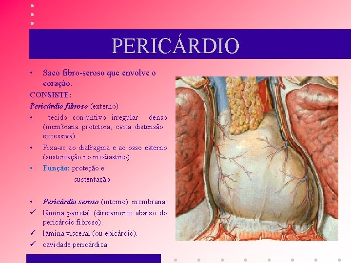 PERICÁRDIO • Saco fibro-seroso que envolve o coração. CONSISTE: Pericárdio fibroso (externo) • tecido