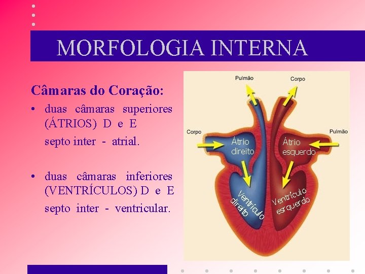 MORFOLOGIA INTERNA Câmaras do Coração: • duas câmaras superiores (ÁTRIOS) D e E septo