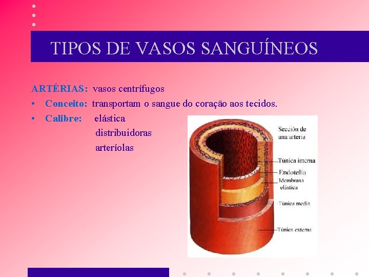 TIPOS DE VASOS SANGUÍNEOS ARTÉRIAS: vasos centrífugos • Conceito: transportam o sangue do coração