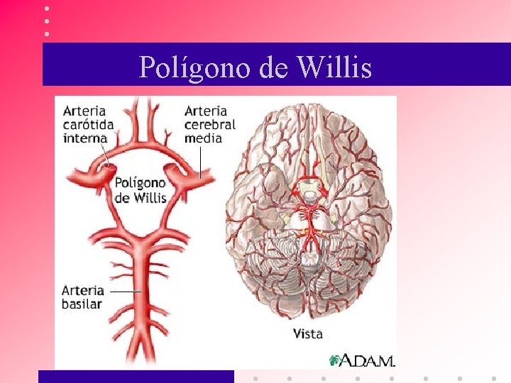 Polígono de Willis 