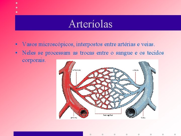 Arteríolas • Vasos microscópicos, interpostos entre artérias e veias. • Neles se processam as