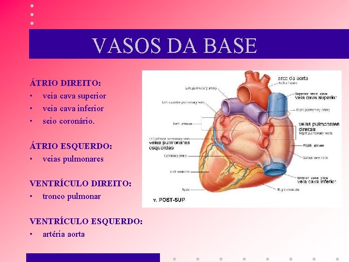 VASOS DA BASE ÁTRIO DIREITO: • veia cava superior • veia cava inferior •