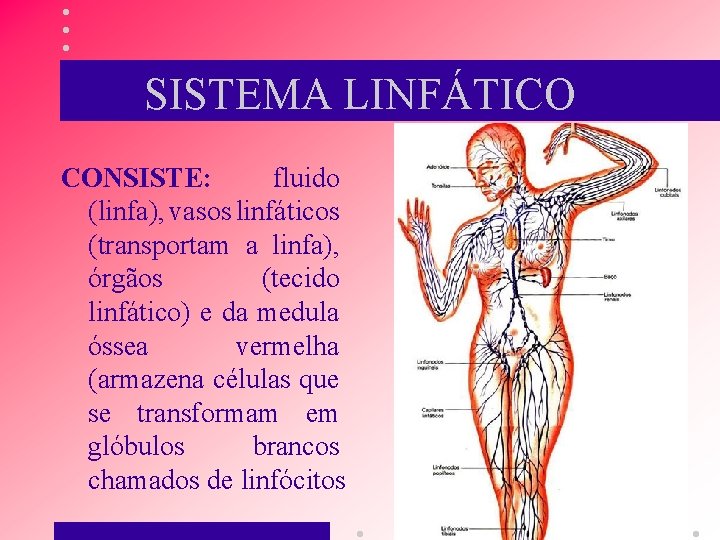 SISTEMA LINFÁTICO CONSISTE: fluido (linfa), vasos linfáticos (transportam a linfa), órgãos (tecido linfático) e