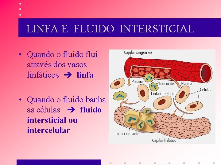 LINFA E FLUIDO INTERSTICIAL • Quando o fluido flui através dos vasos linfáticos linfa