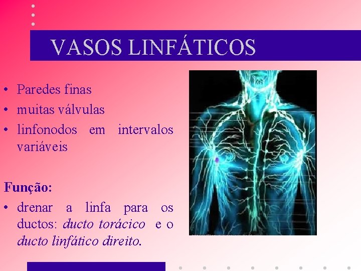 VASOS LINFÁTICOS • Paredes finas • muitas válvulas • linfonodos em intervalos variáveis Função: