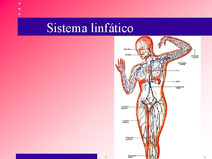 Sistema linfático 