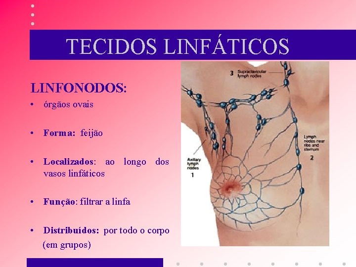 TECIDOS LINFÁTICOS LINFONODOS: • órgãos ovais • Forma: feijão • Localizados: ao longo dos