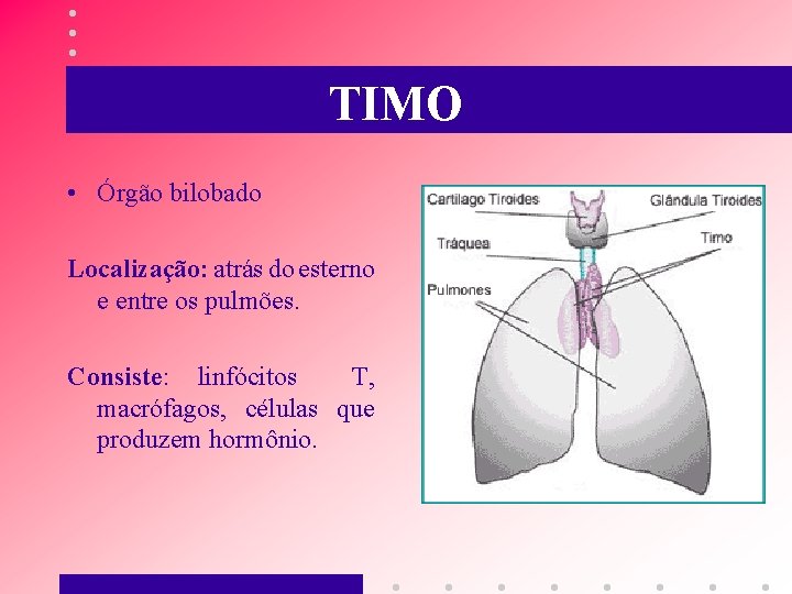 TIMO • Órgão bilobado Localização: atrás do esterno e entre os pulmões. Consiste: linfócitos
