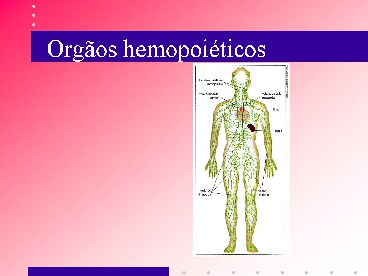 Orgãos hemopoiéticos 