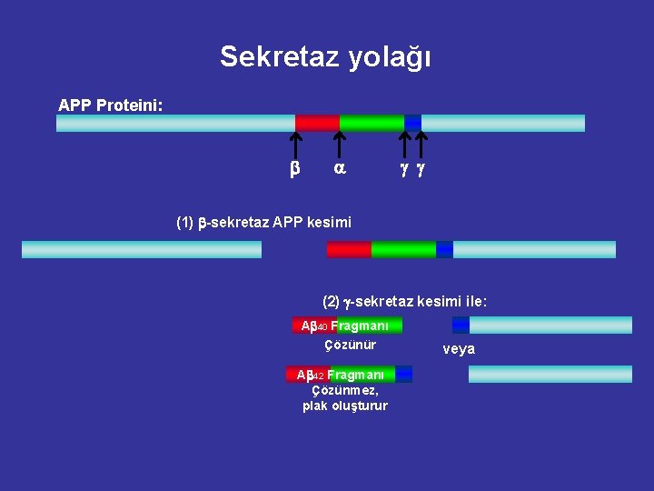 Sekretaz yolağı APP Proteini: b a g g (1) b-sekretaz APP kesimi (2) g-sekretaz Sekretaz yolağı APP Proteini: b a g g (1) b-sekretaz APP kesimi (2) g-sekretaz