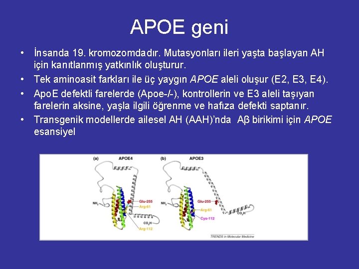 APOE geni • İnsanda 19. kromozomdadır. Mutasyonları ileri yaşta başlayan AH için kanıtlanmış yatkınlık APOE geni • İnsanda 19. kromozomdadır. Mutasyonları ileri yaşta başlayan AH için kanıtlanmış yatkınlık