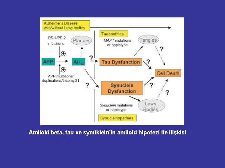 Amiloid beta, tau ve synüklein’in amiloid hipotezi ile ilişkisi Amiloid beta, tau ve synüklein’in amiloid hipotezi ile ilişkisi