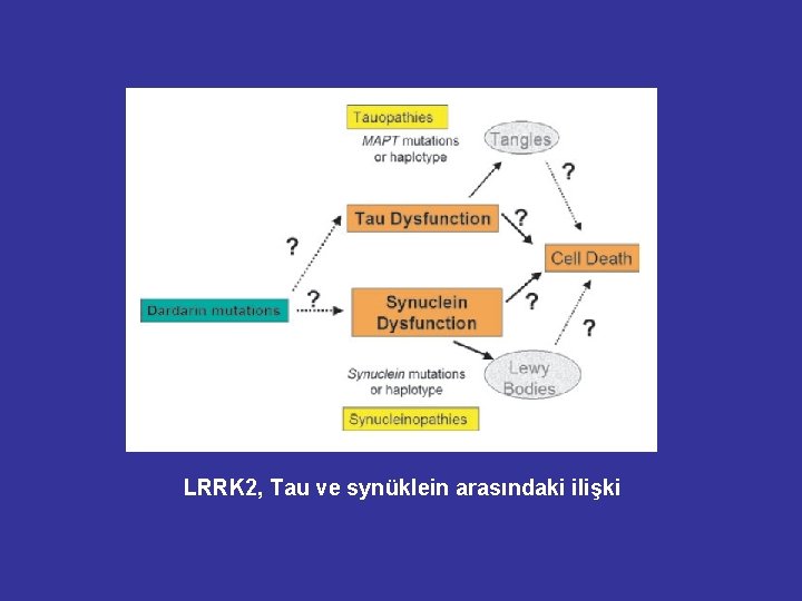 LRRK 2, Tau ve synüklein arasındaki ilişki LRRK 2, Tau ve synüklein arasındaki ilişki