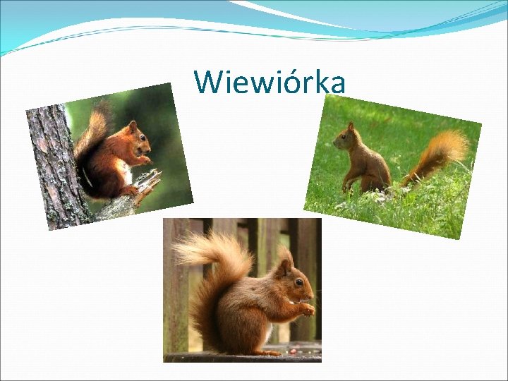 Wiewiórka 