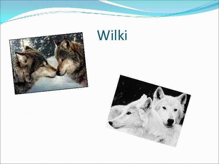 Wilki 