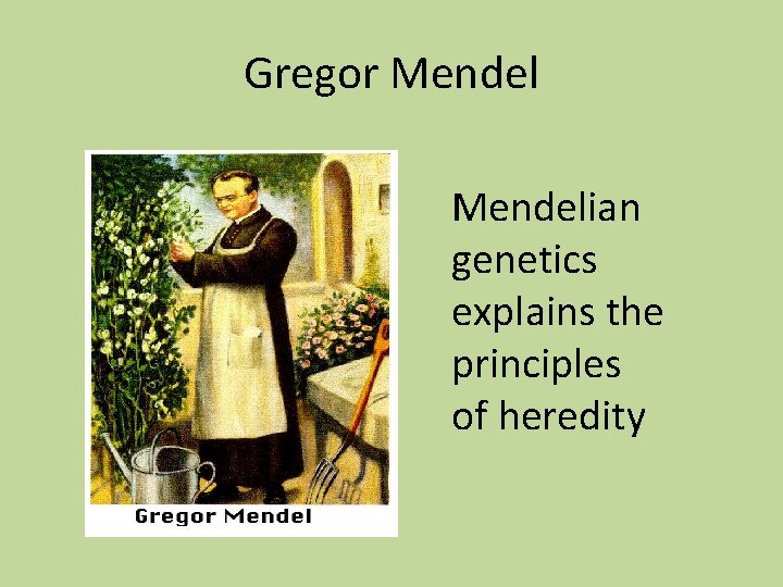 Gregor Mendelian genetics explains the principles of heredity 