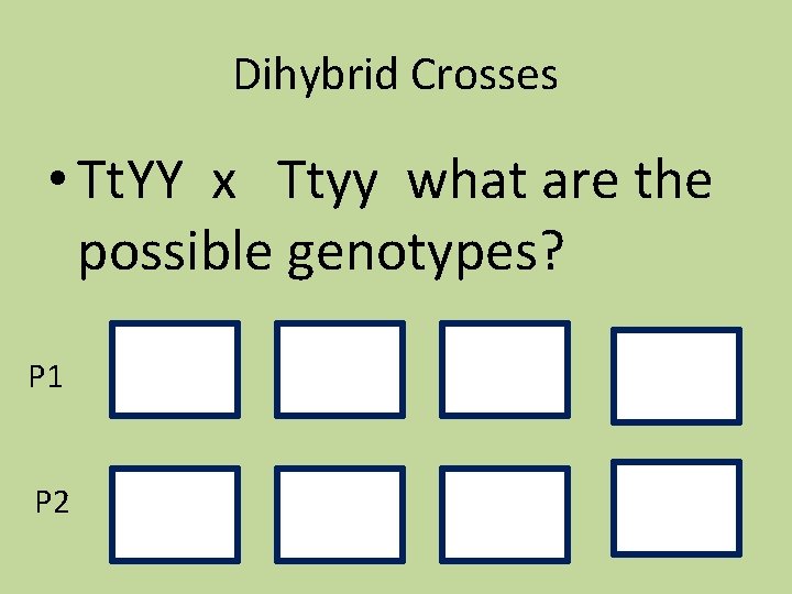 Dihybrid Crosses • Tt. YY x Ttyy what are the possible genotypes? P 1