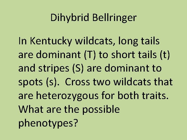 Dihybrid Bellringer In Kentucky wildcats, long tails are dominant (T) to short tails (t)