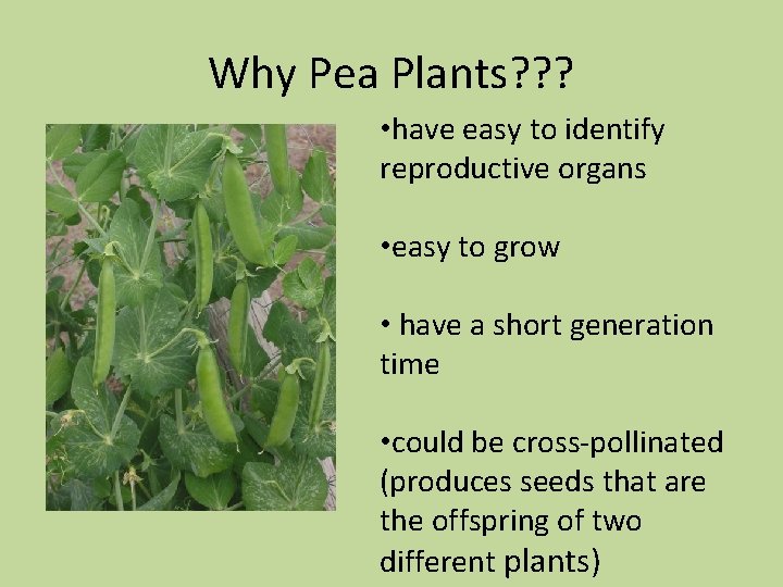 Why Pea Plants? ? ? • have easy to identify reproductive organs • easy
