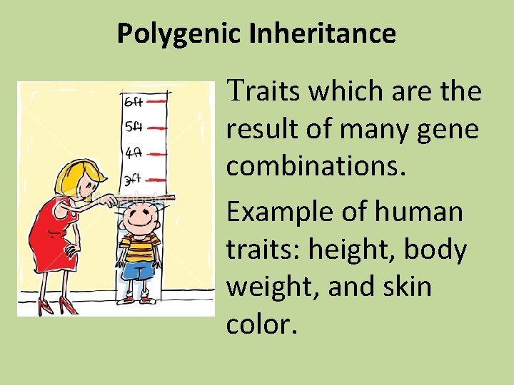 Polygenic Inheritance Traits which are the result of many gene combinations. Example of human