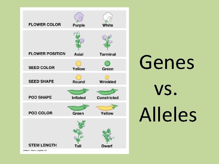 Genes vs. Alleles 