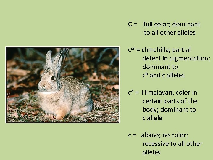 C = full color; dominant to all other alleles cch = chinchilla; partial defect
