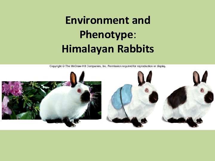 Environment and Phenotype: Himalayan Rabbits 