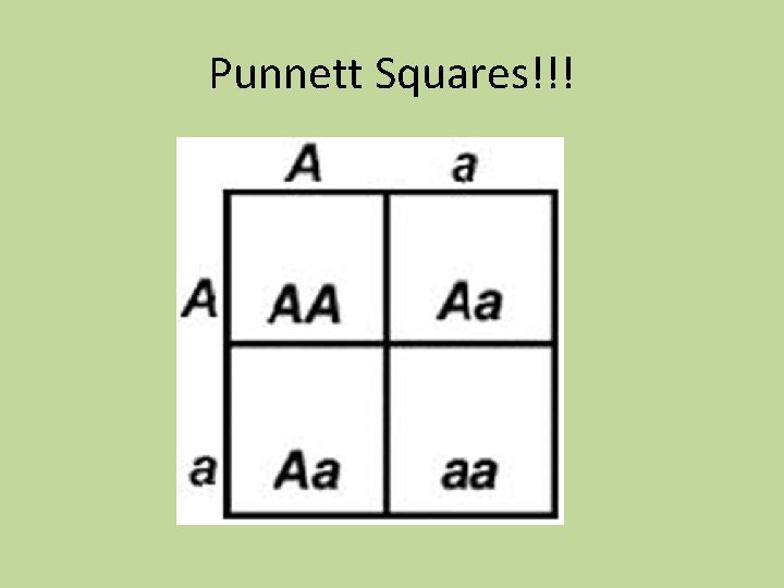 Punnett Squares!!! 