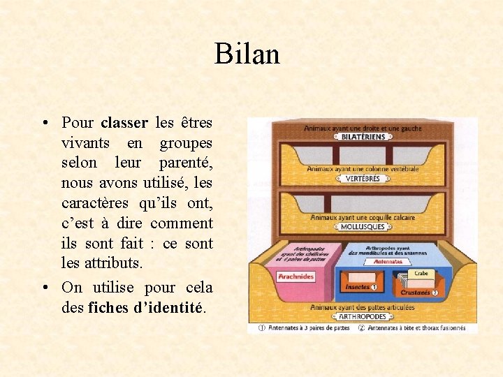 Bilan • Pour classer les êtres vivants en groupes selon leur parenté, nous avons