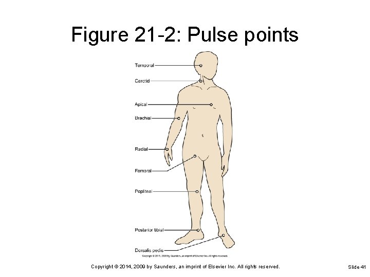 Figure 21 -2: Pulse points Copyright © 2014, 2009 by Saunders, an imprint of Figure 21 -2: Pulse points Copyright © 2014, 2009 by Saunders, an imprint of