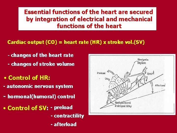 Essential functions of the heart are secured by integration of electrical and mechanical functions