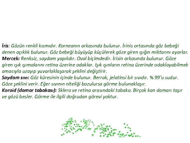 İris: Gözün renkli kısmıdır. Korneanın arkasında bulunur. İrinis ortasında göz bebeği denen açıklık bulunur.