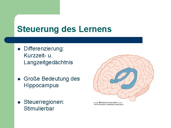 Steuerung des Lernens l Differenzierung: Kurzzeit- u. Langzeitgedächtnis l Große Bedeutung des Hippocampus l
